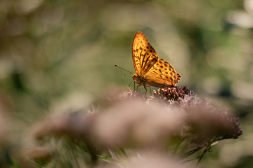 Fototapeta premium Isolated butterfly sitting on a flower. Typical springtime scene. Warm afternoon, vivid colors, delicate and beautiful nature.