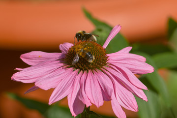 bees on flowers