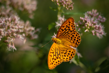 Isolated butterfly sitting on a flower. Typical springtime scene. Warm afternoon, vivid colors, delicate and beautiful nature.
