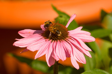  pcholy na tsvetakh 15/5000 bees on flowers