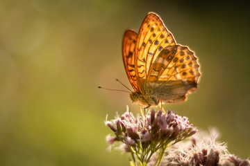 Isolated butterfly sitting on a flower. Typical springtime scene. Warm afternoon, vivid colors, delicate and beautiful nature.