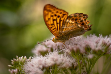 Isolated butterfly sitting on a flower. Typical springtime scene. Warm afternoon, vivid colors, delicate and beautiful nature.