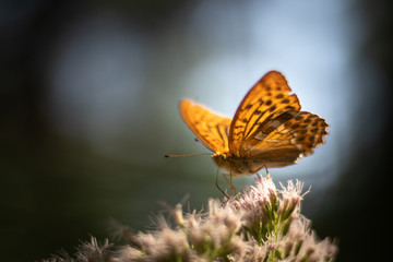 Isolated butterfly sitting on a flower. Typical springtime scene. Warm afternoon, vivid colors, delicate and beautiful nature.