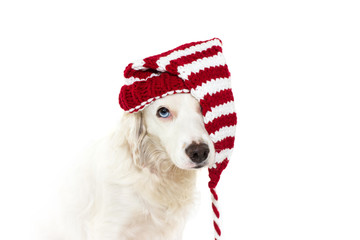 Fototapeta premium CHRISTMAS DOG COSTUME. CUTE PUPPY WEARING A STRIPED RED SANTA HAT WITH BLUE EYES. ISOLATED AGAINST WHITE BACKGROUND.