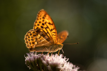 Obraz premium Isolated butterfly sitting on a flower. Typical springtime scene. Warm afternoon, vivid colors, delicate and beautiful nature.