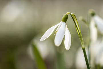 Detail, macro photo of single snowflake flower. Typical springtime flower. Fresh and delicate. Covered with water drops or dew. Amazing natural creation.