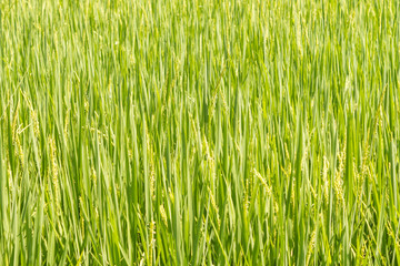 Rice Field Background, Green Background.