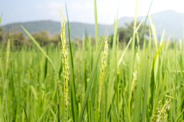 Rice Field Background, Green Background.