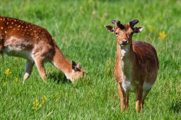 Naklejka na ściany i meble deer in green field on summer day