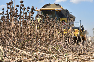 Récolte de graines de tournesol