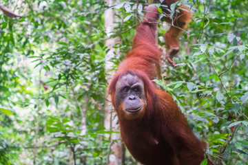 Orangutan in jungle portrait. Semi-wild female orangutan in jungle rain forest  of Bukit Lawang, North Sumatra, Indonesia.