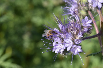 Abeilles sur fleurs de phacélie