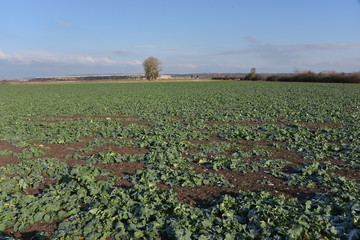 Champs de colza &agrave; l'automne