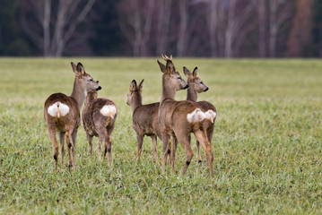 flock of roe deer in field in summer