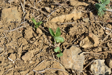 colza assicié à de lafeverole