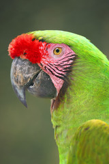 The military macaw (Ara militaris),portait with green background.