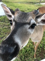Curious Deer 