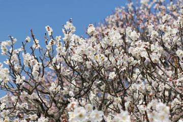 ume blossoms against blue sky, Japanese apricot