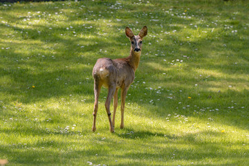 roe deer on green grass lawn in summer