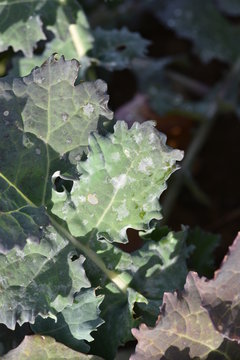 Oidium sur colza
