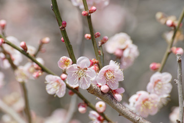 Fototapeta na wymiar ume blossoms, Japanese apricot