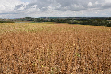 Culture de soja en france