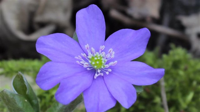 first spring flowers,One purple flower grows in the spring in the woods