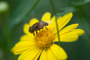 bee on flower