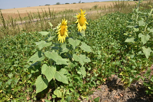 Repousses de tournesol dans du soja