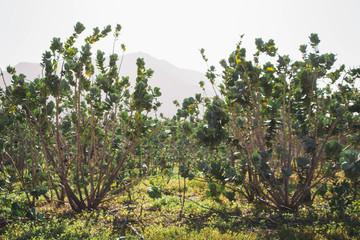 verde entre montañas