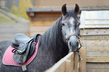 Obraz premium The horse is equipped for riding and tied to a wooden fence. Close-up, you can see only the head and body part of the horse with a saddle. Shallow depth of field.