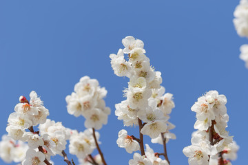 ume blossoms against blue sky, Japanese apricot