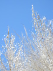 Blue Sky and Reeds