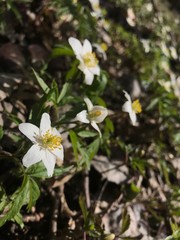 Spring flower, daffodil