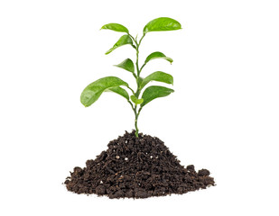 Young plant of pomelo in soil humus on a white background