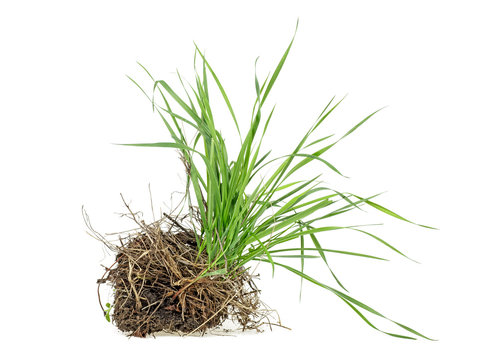 Grass With Dirt Isolated On White Background