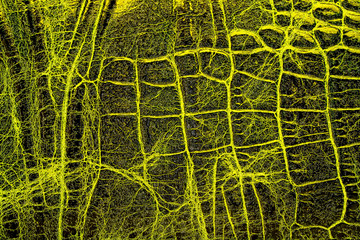 Yellow crocodile skin texture