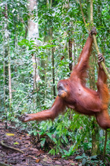Orangutan in jungle portrait. Semi-wild female orangutan in jungle rain forest  of Bukit Lawang, North Sumatra, Indonesia.