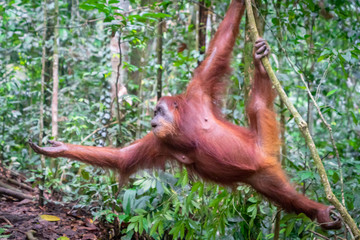 Fototapeta premium Orangutan in jungle portrait. Semi-wild female orangutan in jungle rain forest of Bukit Lawang, North Sumatra, Indonesia.