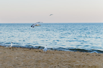 Seagull flying in the blue sky over the sea.