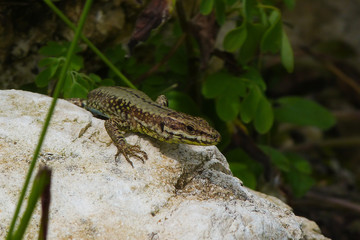 Lucertola muraiola (Podarcis muralis) ,ritratto su roccia