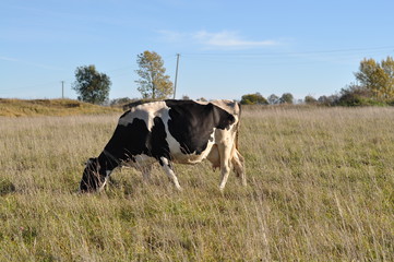 cow in the field, summer