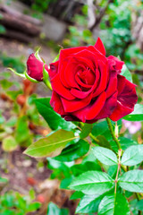 Scarlet rose closeup on garden background