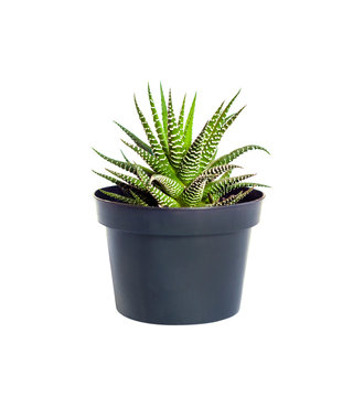 Haworthia plant in pot isolated on white background with clipping path