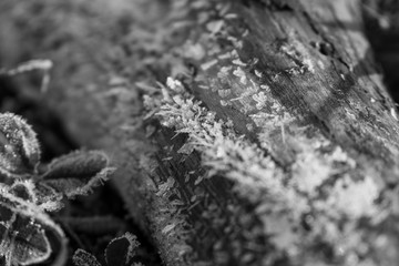 Macro of ice and snow coating during winter. Slovakia