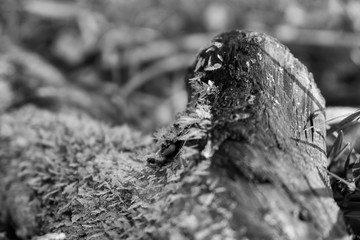 Macro of ice and snow coating during winter. Slovakia