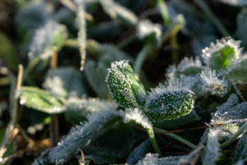 Macro of ice and snow coating during winter. Slovakia