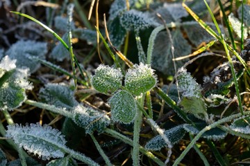 Macro of ice and snow coating during winter. Slovakia