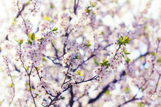 Branches of blossoming cherry macro with soft focus. Beautiful floral image of spring nature. Easter Sunny day. Blooming tree with white flowers in spring. Spring time. Branches of a blossoming tree