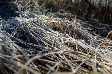 Macro of ice and snow coating during winter. Slovakia